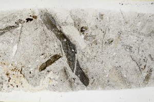 Plane Polarized, S68383