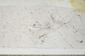 Plane Polarized, S68390