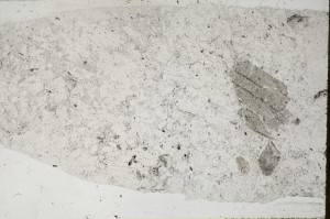 Plane Polarized, S68392
