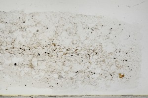 Plane Polarized, S68413