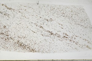 Plane Polarized, S68533