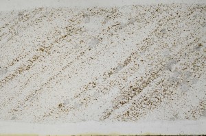 Plane Polarized, S68552