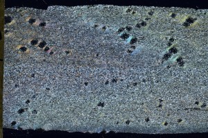 Cross Polarized, S68743