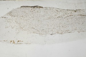 Plane Polarized, S68752
