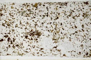 Plane Polarized, S68786