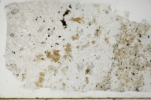 Plane Polarized, S68826