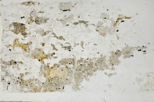 Plane Polarized, S68839