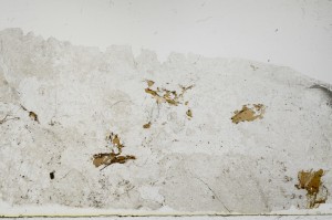 Plane Polarized, S68869