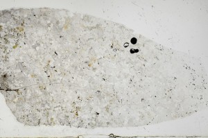 Plane Polarized, S68870