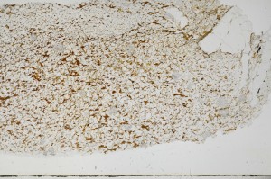 Plane Polarized, S68880