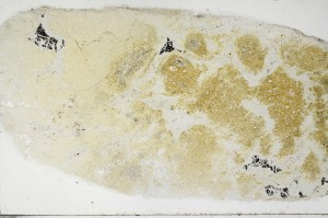 Plane Polarized, S68897