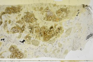 Plane Polarized, S68898