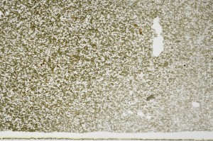 Plane Polarized, S68912