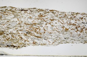 Plane Polarized, S68914