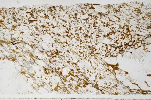 Plane Polarized, S68915