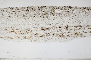 Plane Polarized, S68917