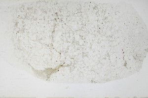 Plane Polarized, S68936