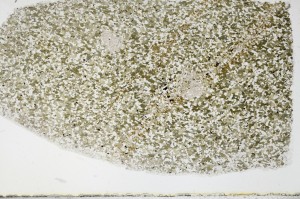 Plane Polarized, S68941