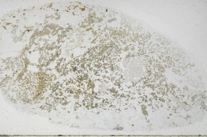 Plane Polarized, S68968