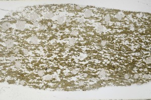 Plane Polarized, S68980