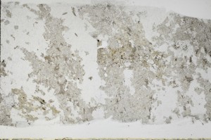 Plane Polarized, S68981