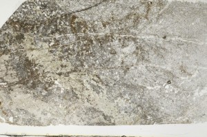 Plane Polarized, S69055