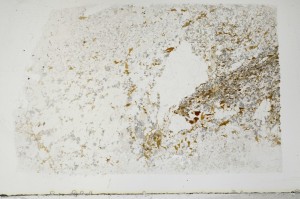Plane Polarized, S69062