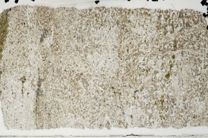 Plane Polarized, S69098