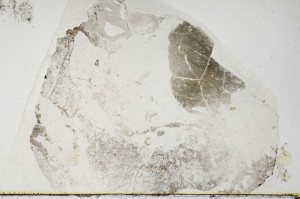 Plane Polarized, S69106