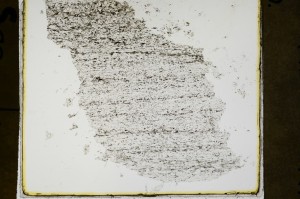 Plane Polarized, S69110