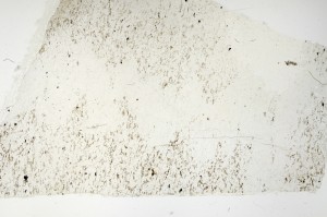 Plane Polarized, S69147