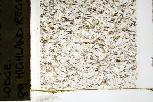 Plane Polarized, S69151