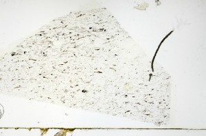 Plane Polarized, S69158