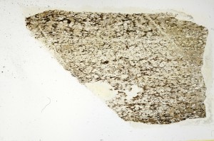 Plane Polarized, S69193
