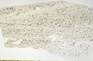Plane Polarized, S69198