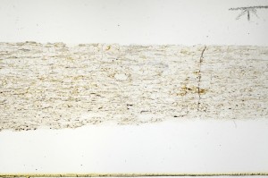 Plane Polarized, S69202