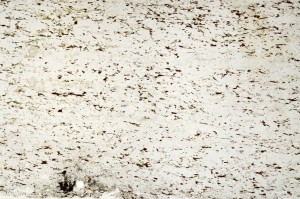 Plane Polarized, S69205/A