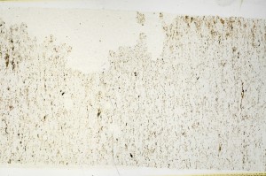 Plane Polarized, S69233