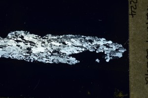 Cross Polarized, S69234