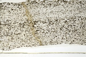 Plane Polarized, S69284