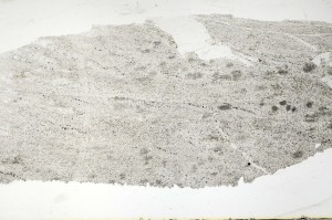 Plane Polarized, S69312