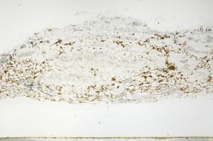 Plane Polarized, S69590