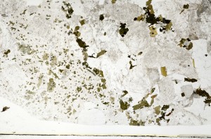 Plane Polarized, S69614