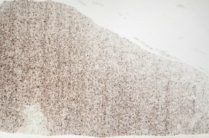 Plane Polarized, S69755