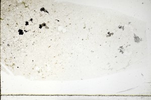 Plane Polarized, S69780