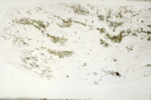 Plane Polarized, S69781