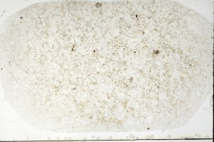 Plane Polarized, S69809