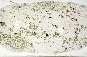 Plane Polarized, S69812