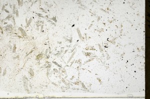 Plane Polarized, S69813