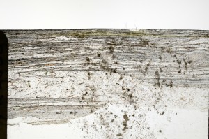 Plane Polarized, S69818